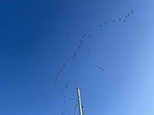 Es schnattert am Morgenhimmel