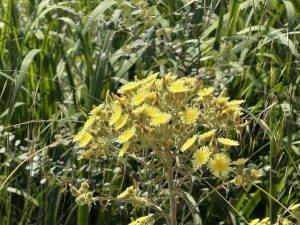 Hübsche Wildblumen statt Vögel