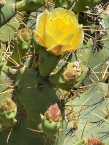 Kaktusblüte