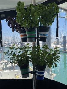 Unser Kräutergarten wuchert!