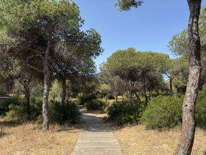 Durch die Dünenwälder