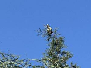 Mönchsittich auf dem Weg zum Supermarkt