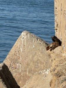 IMG_4690 Und überall Katzen