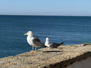 Die Möwen ebenfalls