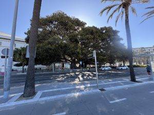 Zwei uralte Würgefeigen