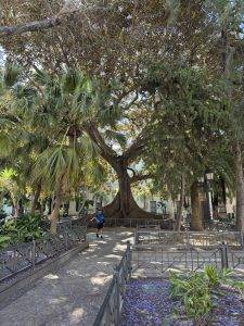 Schöner kleiner Park mit tollen Bäumen