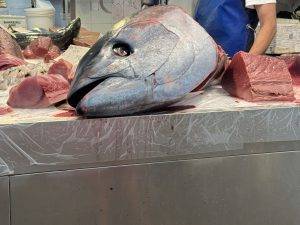 IMG_4752 Dicker Thunfisch
