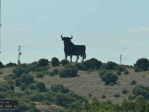 IMG_4781 Werbe-Stier