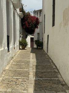 IMG_4806 Bougainvilleapracht