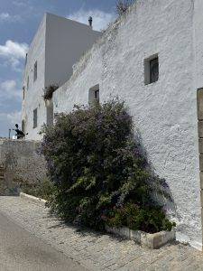 Blumen an jeder Hauswand