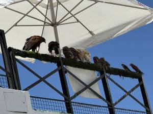 Angeleinte Wildvögel - die Armen!