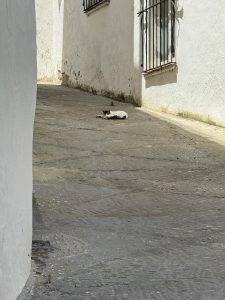 Da hat‘s die Katz besser