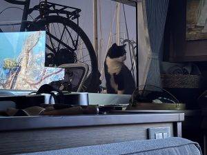 Lucky schaut von außen was im TV läuft