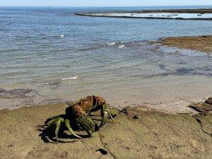 Metallkrabbe am Strand mit Meerblick Und Monsterkrebse