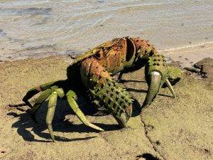 Die Krebsskulptur ist nur bei Niedrigwasser zu sehen