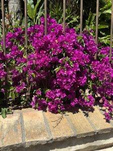 Bougainvillea am Metallzaun Leuchtend violette Bougainvilleas