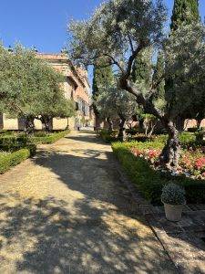 Olivenbäumen säumen den Weg