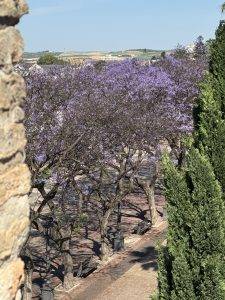 Blühende Bäume im Parklandschap Tolle Farbe