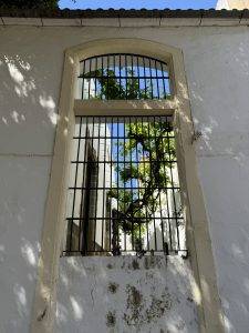Schmiedeeisernes Gitterfenster mit Blick auf sonnigen Baum Wein hinter Gittern