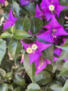 Violette Blüten mit grünen Blättern Violette Blüten der Bougainvillea