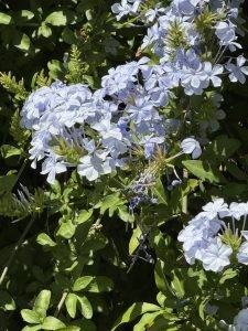 Fliederblüten im Sonnenlicht Fliederblüten