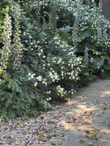 Garten mit blühenden Pflanzen und stachelartigen Blütenstängeln Üppig blühender Garten