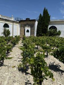 Weinberg mit Gebäude im Hintergrund Vorführ-Weinberg