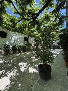 Herrlich schattig unter der Weinrebe