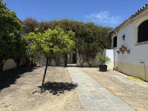 Sonniger Innenhof mit Baum und Pflanzen Bitterorangen als Zierpflanzen