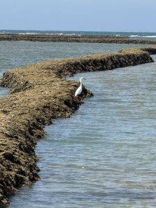 Meeresvogel auf Felsbarriere Der Reiher nutzt die Corralles zum Fischfang