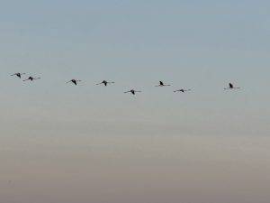 Flamingos in V-Formation bei Dämmerung Flamingos auf dem Weg nach Hause