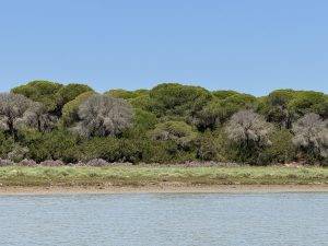 Küstenlandschaft mit Grün im Hintergrund Blühendes Ufer