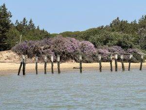 Strandsteg mit violetten Blüten im Hintergrund Alte Steganlage