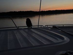 Vogel auf Boot bei Sonnenuntergang Lucky erkundet das Oberdeck