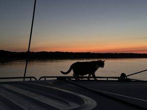 Katze auf Boot bei Sonnenuntergang Alles wird genau untersucht