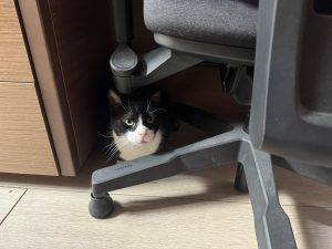 Katze Unter Bürostuhl auf Holzfußboden Lucky hat sich ein kühles Plätzchen gesucht