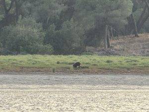 Tier am Ufer in grüner Umgebung Wildschweine am Doñana-Ufer