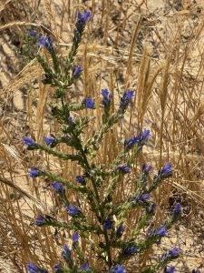 Pflanze mit Violetten Blüten in Trockener Umgebung Wilder Salbei?