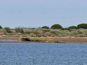 Küste mit klarem Wasser und bewachsener Uferlinie Die Ebbe legt alte Wracks frei