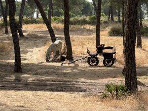 Man reist mit Kutsche an