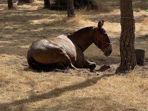 Kurze Verschnaufpause für das Maultier