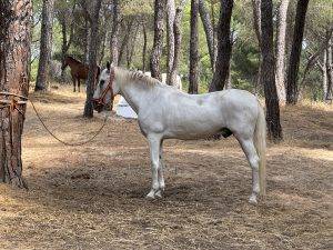Überall sind Andalusier angeleint