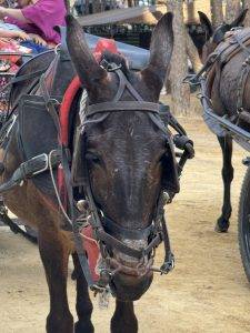 Trauriger Anblick - fast alle Tiere haben Scheuerstellen