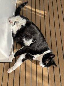 Ach könnte man doch nur das Felll ausziehen