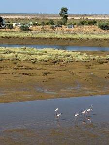 Flamingos beim Morgenspaziergang