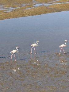 Ganz schön lange Beine