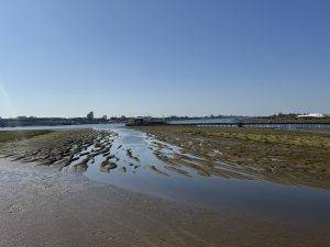 Ausflug in die Marismas del Odiel