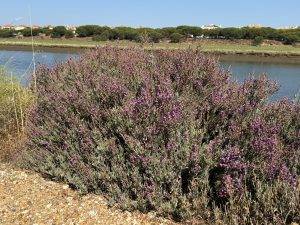 Es blüht am Uferrand