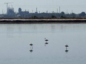 Noch mehr Flamingos