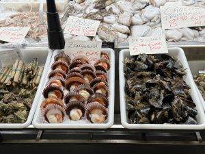 Diverse Muscheln